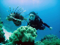   Stare Down between Angie Huge Lion Fish..... EEL Gardens Dahab............... Fish Dahab  